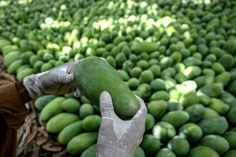 La mangue du Pakistan, victime collatérale de la guerre dans le Golfe