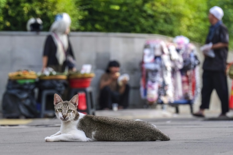 "Aimés du prophète", les chats errants prolifèrent à Jakarta