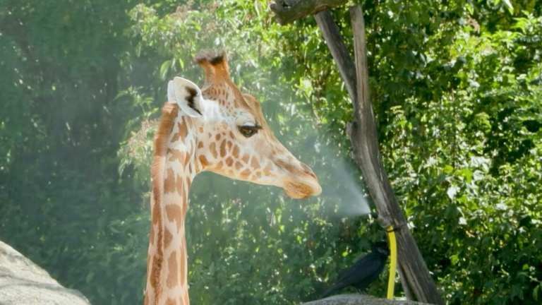 Dans les zoos, les animaux "équipés" pour supporter la canicule