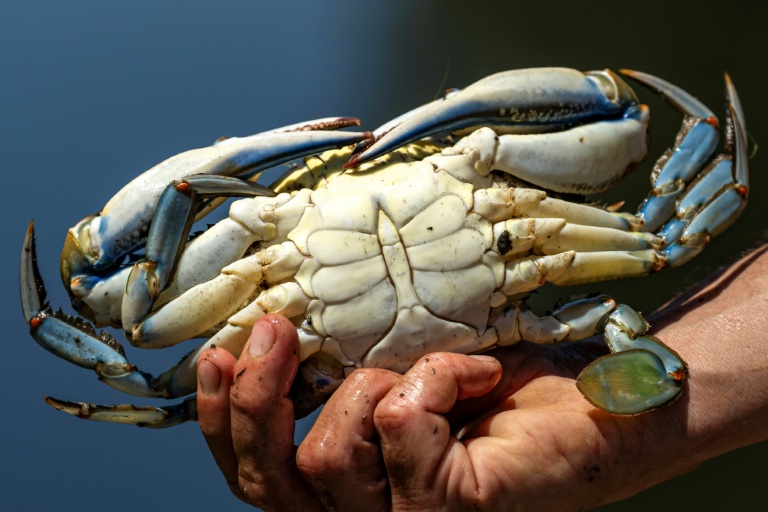 Le crabe bleu, un envahissant crustacé à savourer pour mieux le contrôler