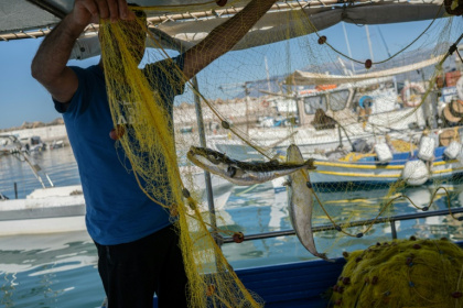 Le pêcheur grec Alexis Charlambakis montre deux poissons-ballons pris dans ses filets à Ierapetra, en Crète, le 3 juin 2026 - Angelos TZORTZINIS (AFP)