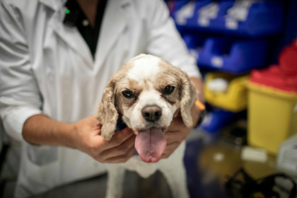 Le chien Junior sur la table de soins est examiné par le cancérologue Jérémy Béguin à l'hôpital vétérnaire de Maisons-Alfort, le 9 juin 2026 dans le Val-de-Marne - Behrouz MEHRI, Behrouz MEHRI (AFP)