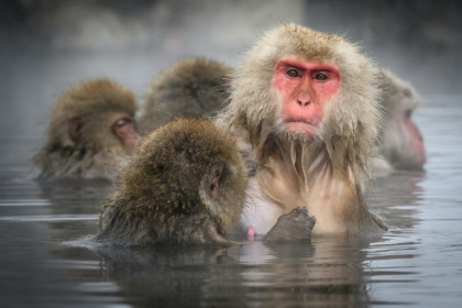 Des macaques japonais, communément appelés « singes des neiges », prennent un bain thermal en plein air au parc des singes de Jigokudani, dans la préfecture de Nagano, le 7 février 2025 - Mladen ANTONOV (AFP)