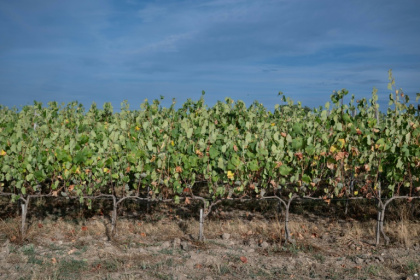 Les vignes de Marina et Loïc Fourrure à Theix-Noyalo, près de Vannes (Morbihan), le 24 août 2026 - Sebastien Salom-Gomis (AFP)