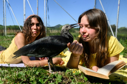 Les deux "mères adoptives", Fabienne Tilg (gauche) et Eszter Bajka, avec un ibis chauve, dans le camp de Binningen, dans le sud-ouest de l'Allemagne, le 22 mai 2026 - SEBASTIEN BOZON (AFP)